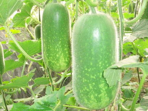 吃瓜视频大全完整版观看 网红大瓜排行,吃瓜视频大全完整版，网红大瓜排行揭秘